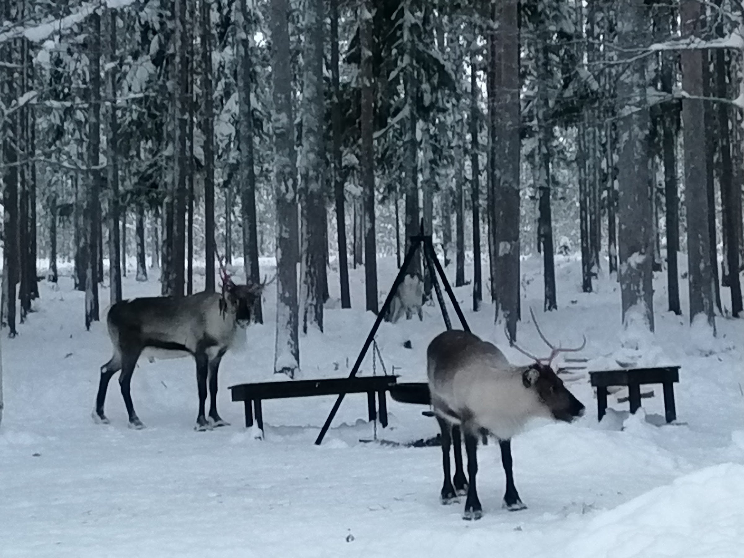 Kaatis Reindeer and Moose (Kaatis Älg & Ren)